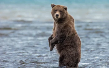 A brown bear in the waters of a river in Kamchatka