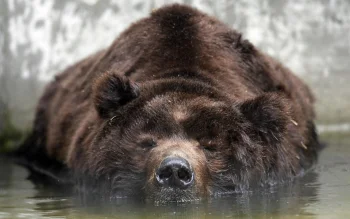бурий ведмідь, який відпочиває у прохолодній воді, ведмеді, дикі тварини, фауна, озера, водойми, хижаки, тварини