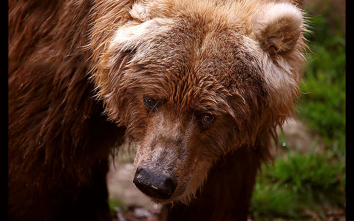 A brown bear in the dense taiga