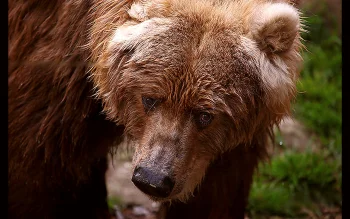 A brown bear in the dense taiga