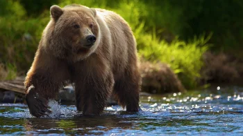 A brown bear in the waters of the Siberian taiga