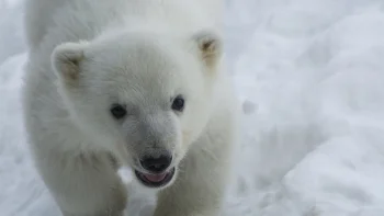 A little white bear cub in the snow