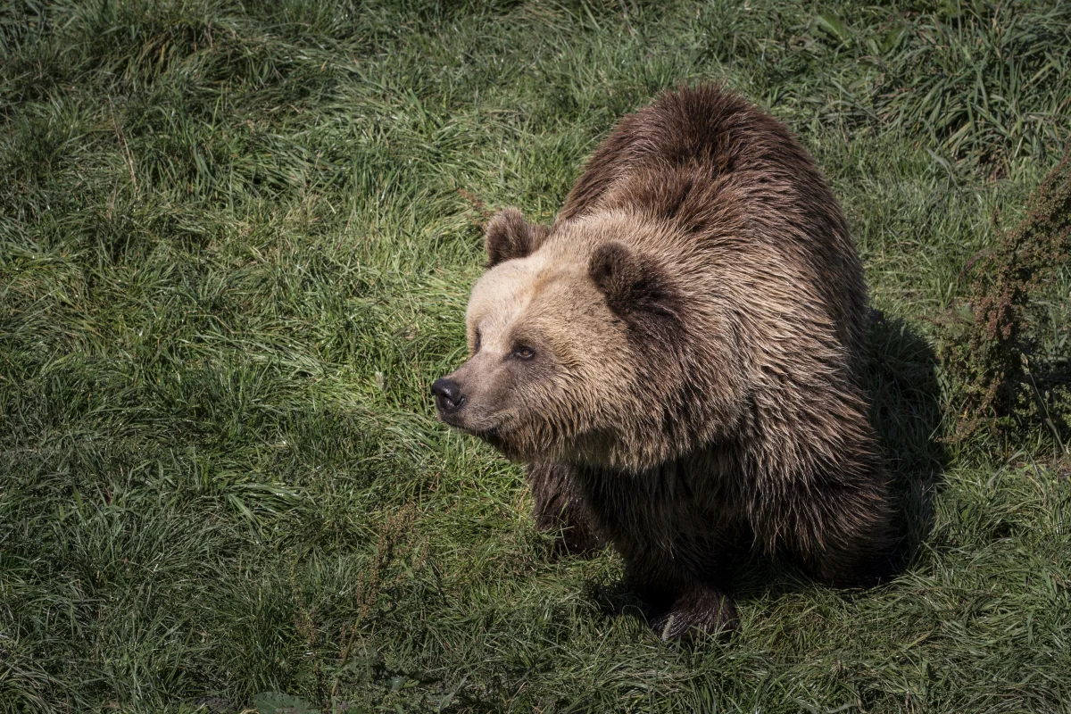 A brown bear in thick green grass
