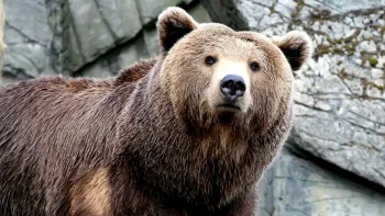 A brown bear against the backdrop of a rocky slope