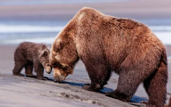 A brown bear with her cub on a sandy shore