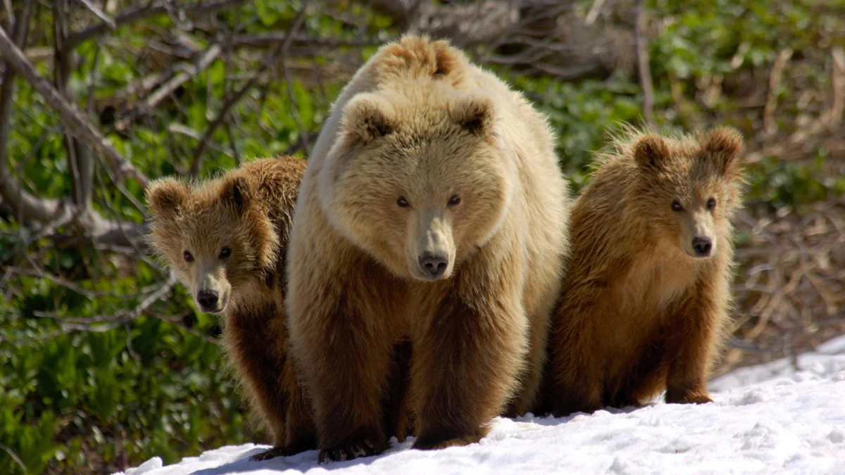 A brown bear with her cubs on a snowy slope