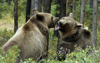 Brown bears in the depths of the taiga forest