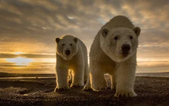 Polar bears on the coast in the rays of the setting sun