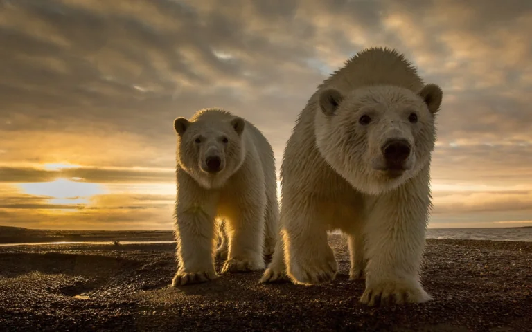 Polar bears on the coast in the rays of the setting sun