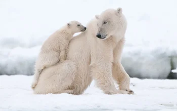 A female polar bear with her cub on a snow-covered plain