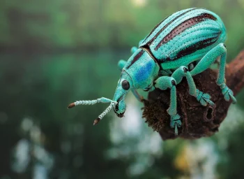 долгоносик eupholus magnificus на ветке, жуки, макросъемка, макро, насекомые, животные, фауна