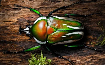 бронзовка goliathus orientalis на коре дерева, жуки, макросъемка, макро, насекомые, животные, фауна