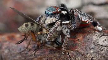 The Jumping Spider and Its Prey