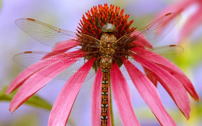 a dragonfly on an echinacea plant, dragonflies, flowers, insects, macro photography, macro, animals, fauna