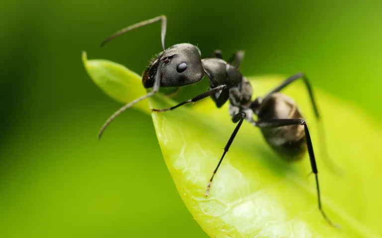 a black garden ant on a leaf, ants, insects, leaves, foliage, leafage, frondage, macro photography, macro, animals, fauna
