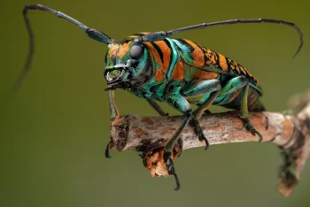 жук-вусач batocera rufomaculata на гілці, жуки, комахи, макрозйомка, макро, тварини, фауна