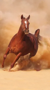 An Arabian racehorse in a cloud of sand dust