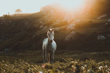 A white horse bathed in the rays of the setting sun