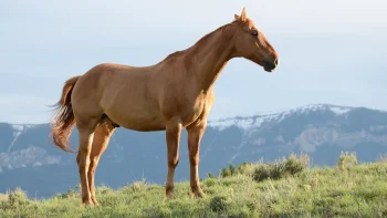 horses_257, лошади, кони, животные, фауна