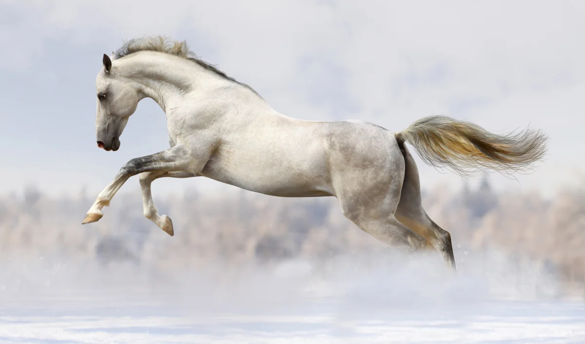 A light-colored horse leaping over a snow-covered field