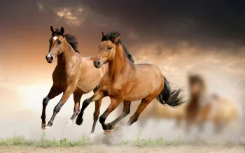 Две лошади скачут по полю