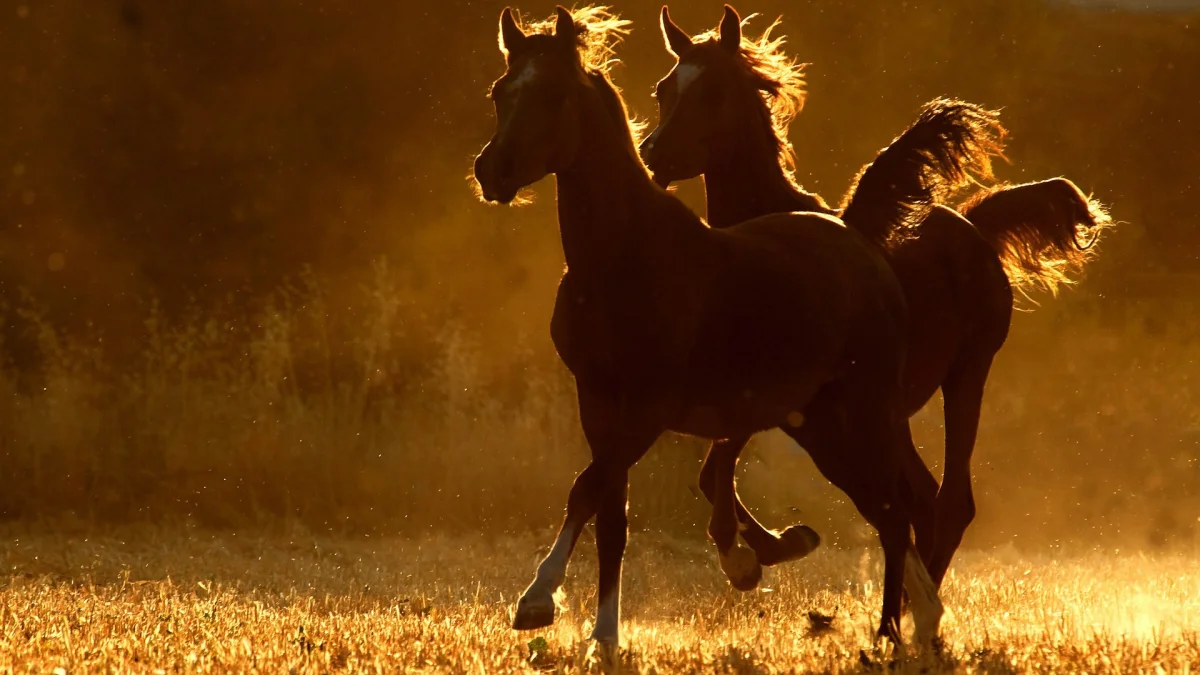 Two horses in the rays of the setting sun