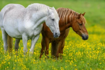 Gray and red horses in a blooming summer meadow