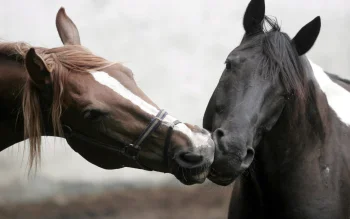 two horses in the light morning mist, horses, wild animals, fauna, animals