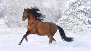 a chestnut horse galloping through a snow-covered forest, forest, forests, horses, running, snow, trees, wild animals, fauna, winter, winters, animals
