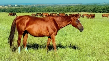 A red horse in a sun-drenched green pasture