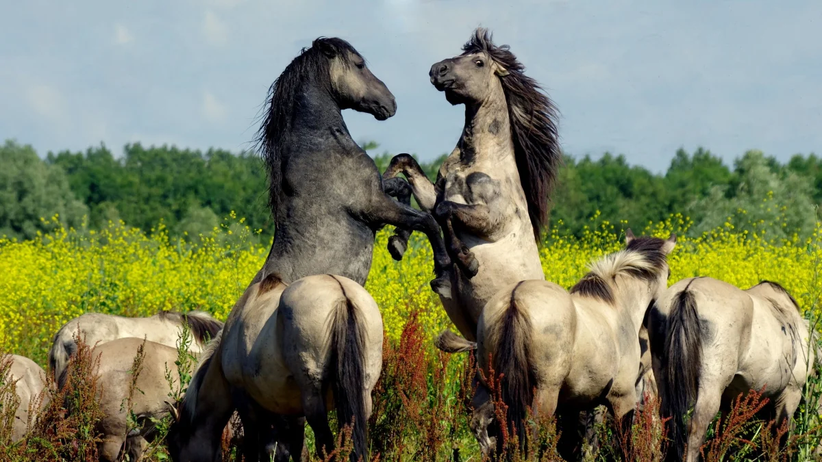 Wild Tarpan horses in a blooming summer field
