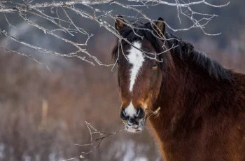 A chestnut horse behind dry branches on a winter day