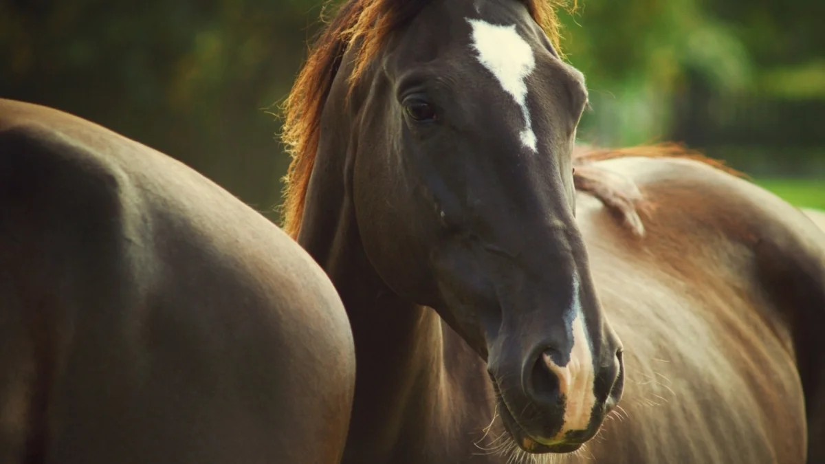 A dark horse with a white mark on its face