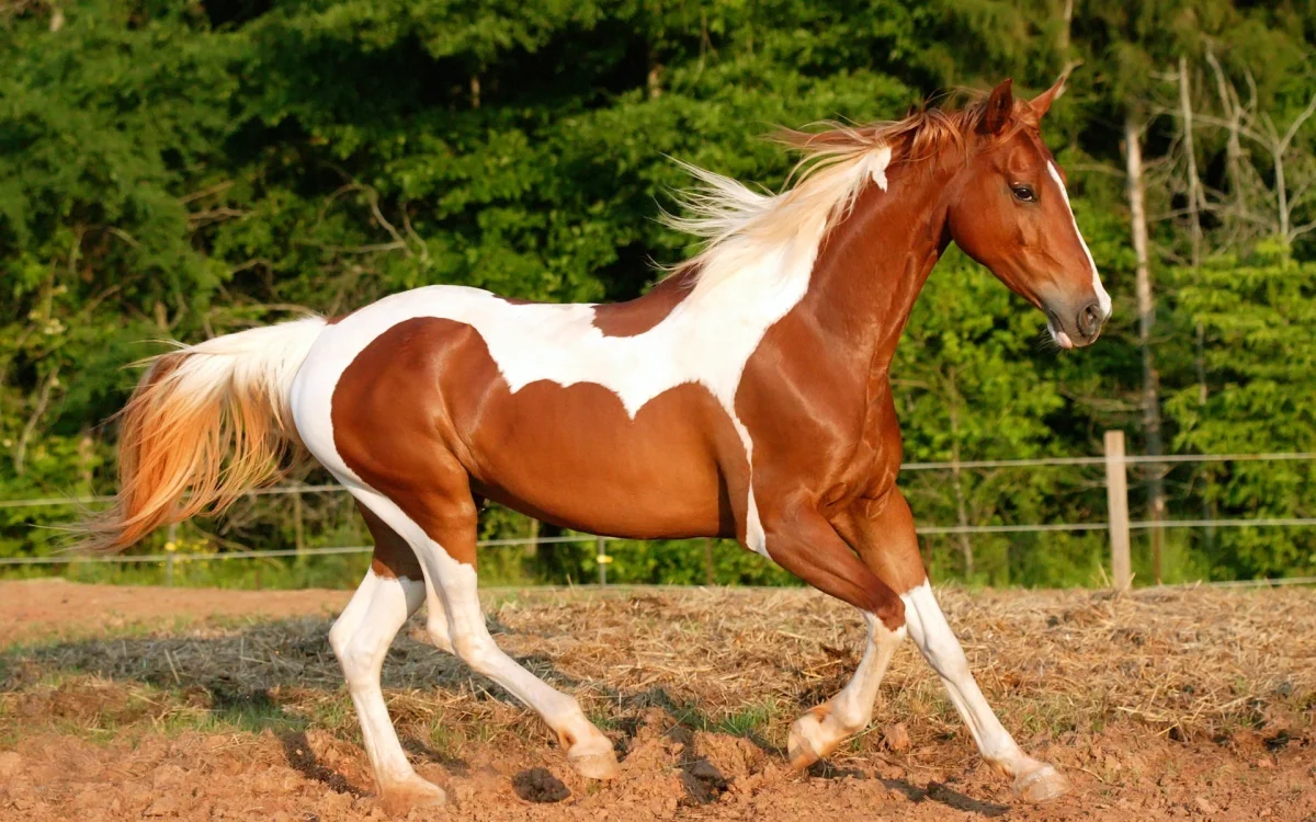 A spotted Paint Horse against the backdrop of a forest edge