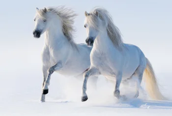 Snow-white horses galloping at full speed