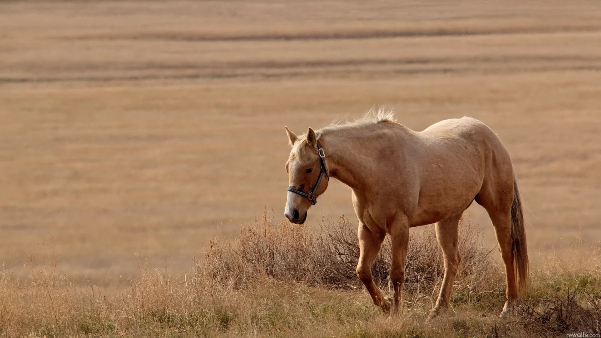 A light-colored horse in the dry steppe