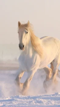 Белоснежная лошадь в утреннем свете