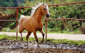 a golden palomino horse in the sunlight, horses, running, wild animals, fauna, animals