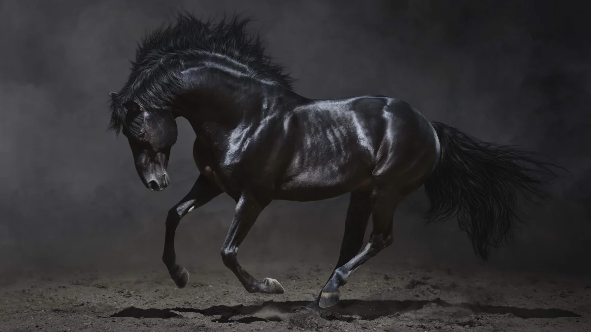 a black andalusian horse dancing against a dark background, horses, running, wild animals, fauna, animals