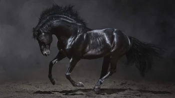 a black andalusian horse dancing against a dark background, horses, running, wild animals, fauna, animals
