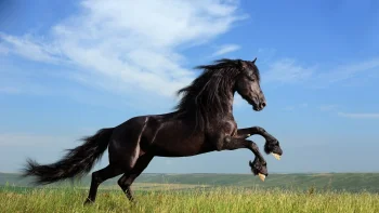 a black friesian horse leaping against a clear blue sky, horses, running, sky, wild animals, fauna, animals