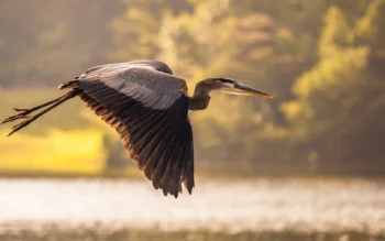 A Great Blue Heron in Flight