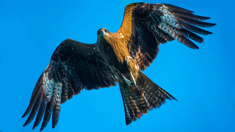 a black kite in free flight, falcon, birds, feathers, plumage, predators, sky, wild animals, fauna, wings, animals
