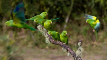 A flock of green parrots on a lichen-covered branch in the forest