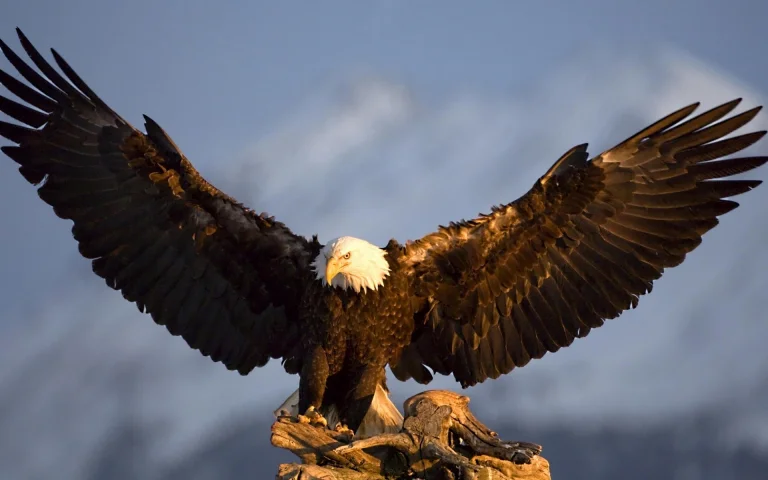 a bald eagle with outstretched wings against a backdrop of snow-capped mountains, bald eagle, birds, eagles, feathers, plumage, predators, sea eagles, wild animals, fauna, wings, animals