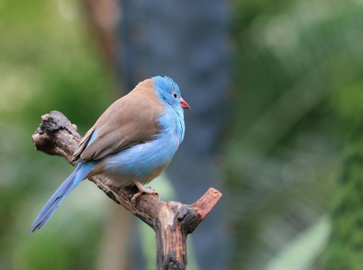 A red-eared astrid on a dry branch among the foliage