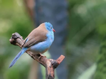 A red-eared astrid on a dry branch among the foliage