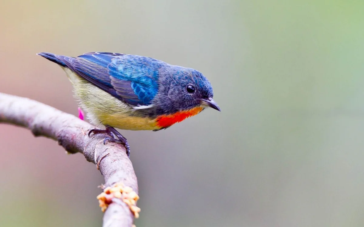 A red-breasted flower-eater on a thin branch