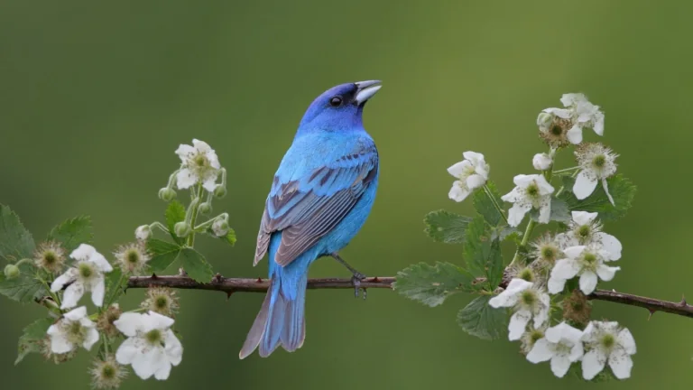 A blue-backed cardinal on a flowering blackberry branch