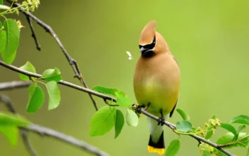 An American goldfinch on a thin branch with green leaves